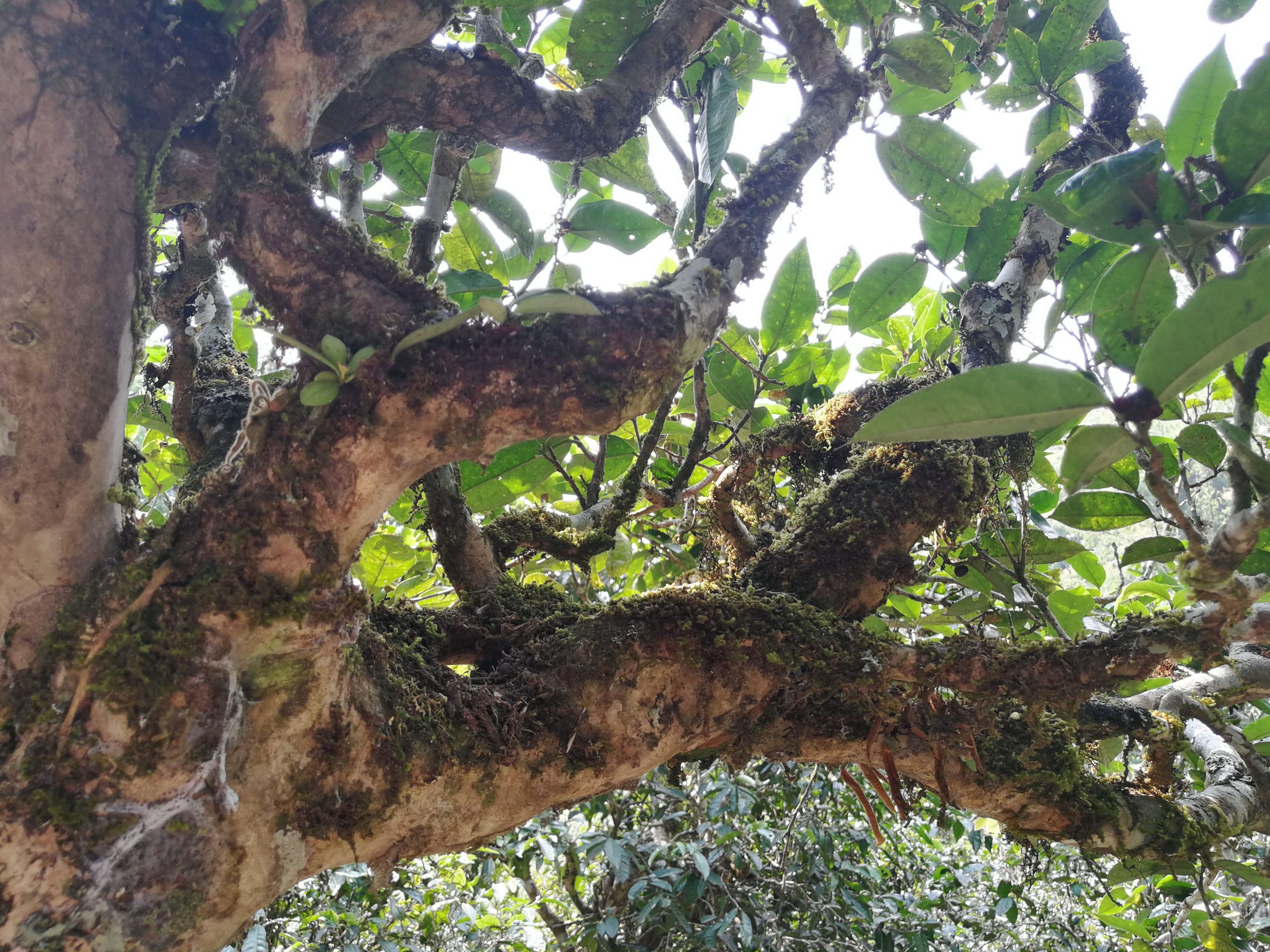 2021年勐宋那卡古樹秋茶品鑒實錄！