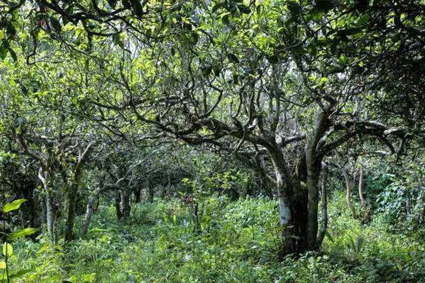 2021年滑竹梁子古樹秋茶口感？