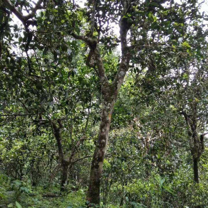 2021年巴達(dá)山章朗古樹(shù)秋茶口感？
