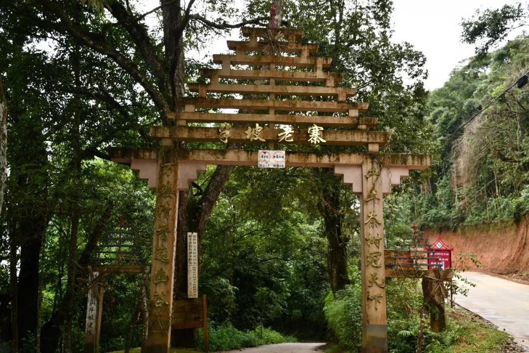 2021年南糯山半坡老寨古樹秋茶特點？