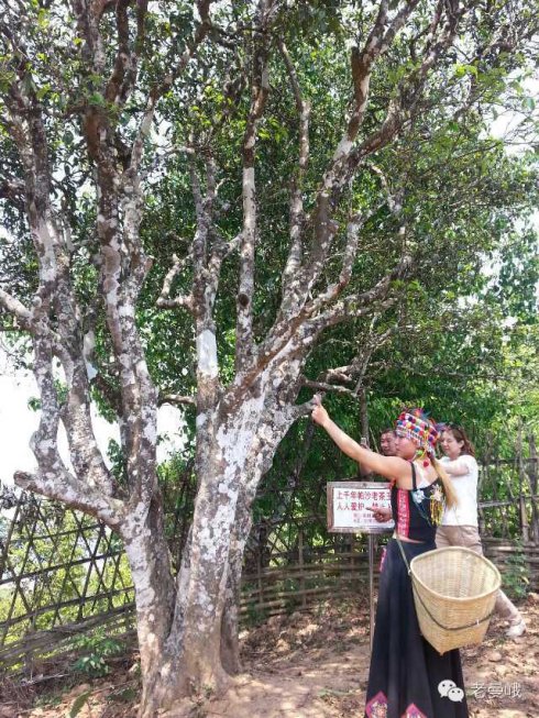 2021年帕沙古樹(shù)秋茶價(jià)格是多少？