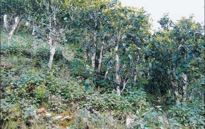 2022年須立貢茶普洱茶繞不開的古茶山！