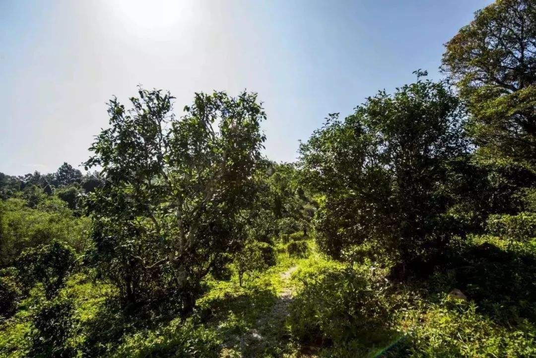 2022年迷帝古樹春茶多少錢一公斤？