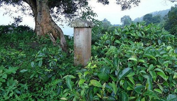 2022年迷帝古樹春茶價格？