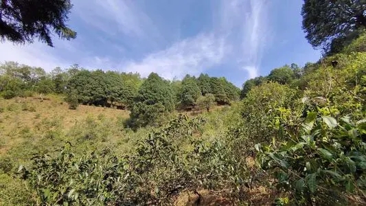 2022年墨江鳳凰窩古樹(shù)春茶口感是什么？