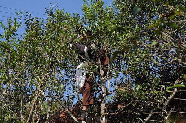 2022年景谷黃草壩古樹春茶品鑒實錄！