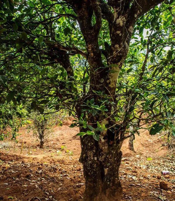 2022年景谷苦竹山古樹春茶特點(diǎn)是什么？