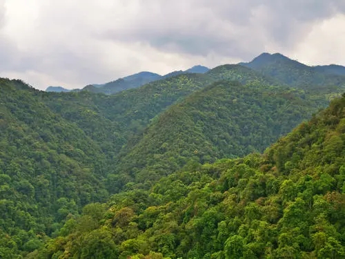 2022年無量山古樹春茶迎春“綻放”！