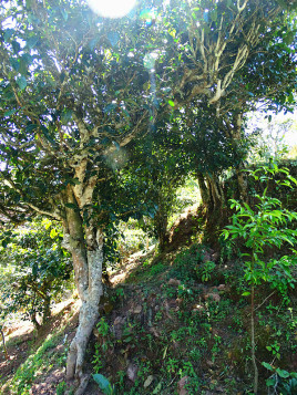 2022年鎮(zhèn)沅老海塘古樹春茶半山云霧半山茶