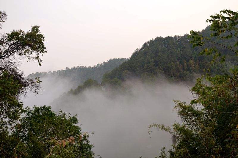 2022年鎮(zhèn)沅老烏山古樹春茶多少錢一公斤？