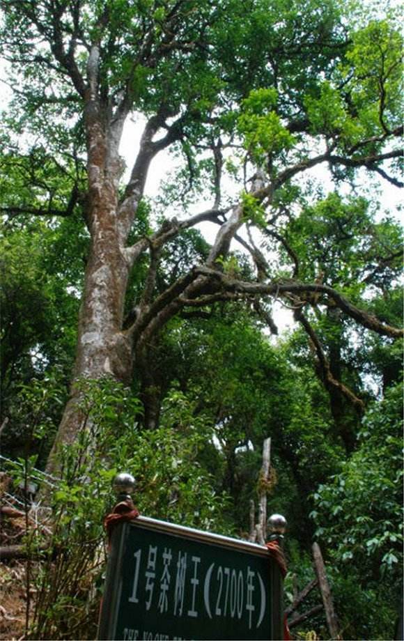 2022年鎮(zhèn)沅千家寨古樹春茶價(jià)格？