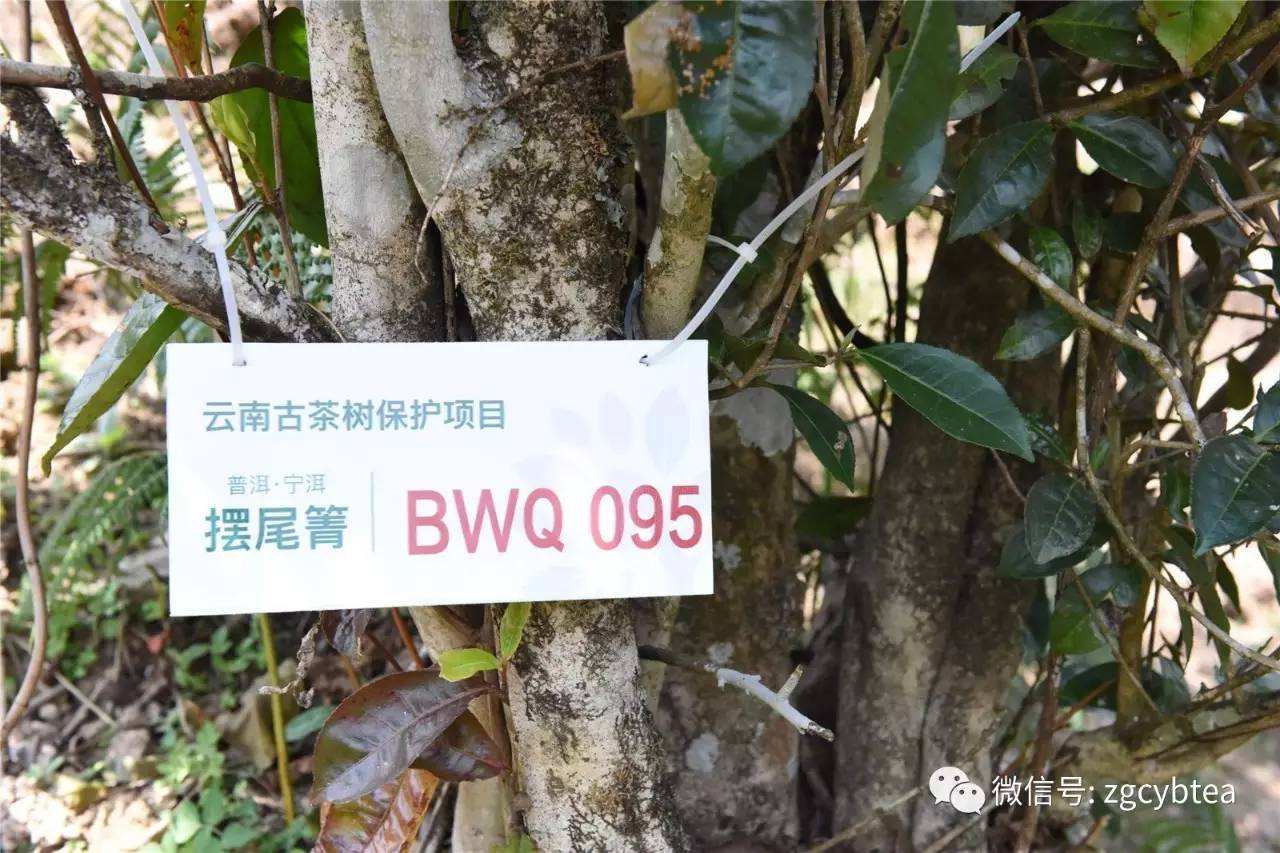 2022寧洱擺尾箐古樹(shù)春茶多少錢一公斤？