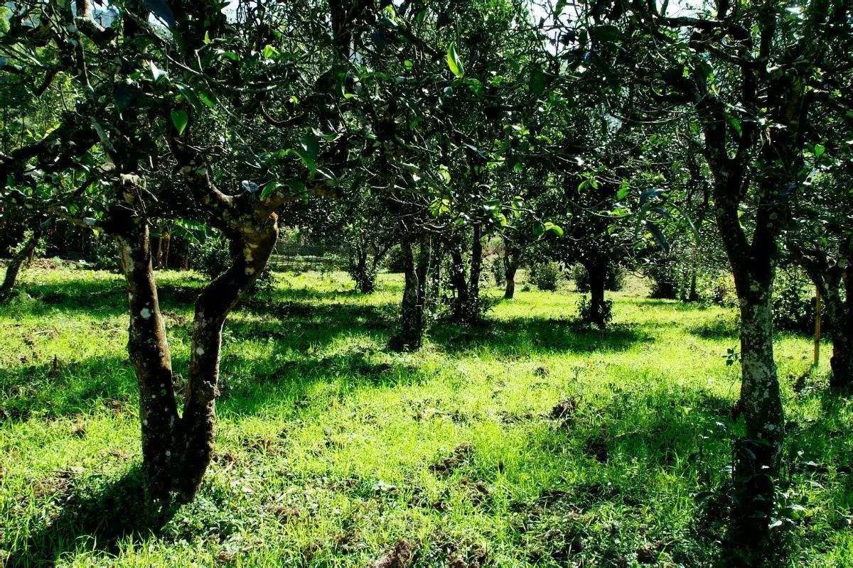 2022年困鹿山古樹(shù)春茶價(jià)格？