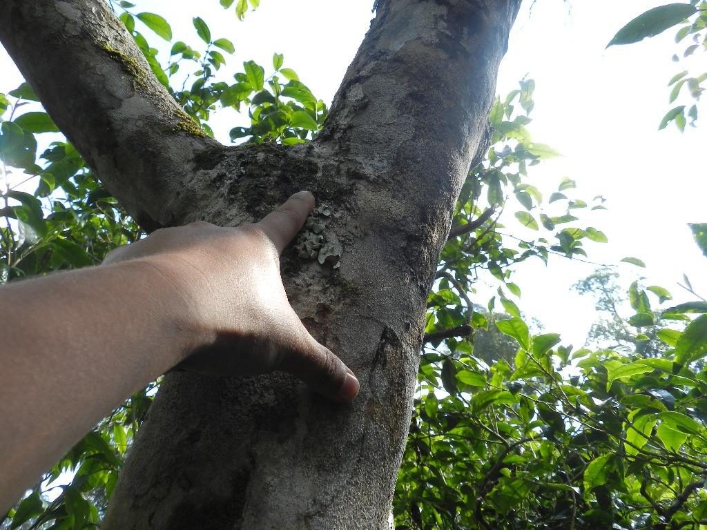 2022年大漆樹古樹春茶口感？