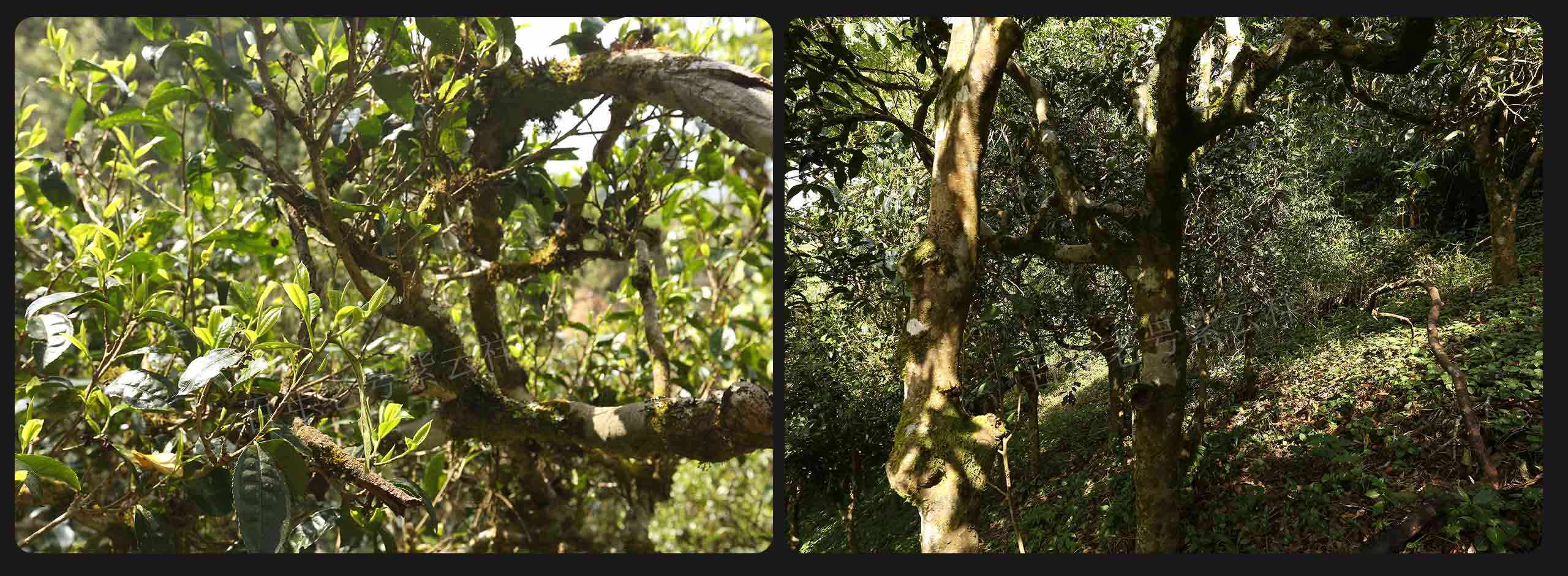 2022年大漆樹古樹春茶價格？