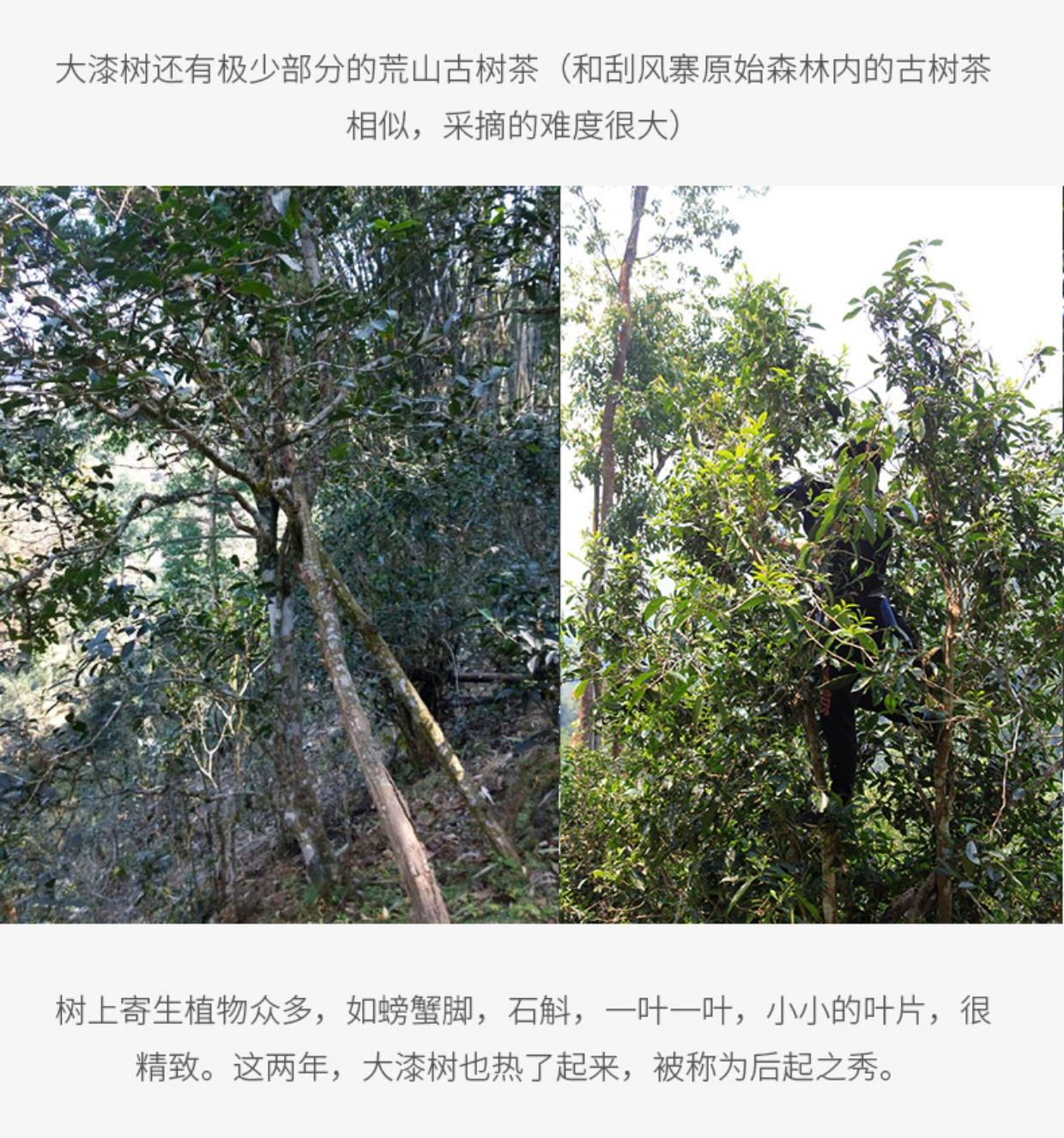 2022年大漆樹古樹春茶多少錢一公斤？