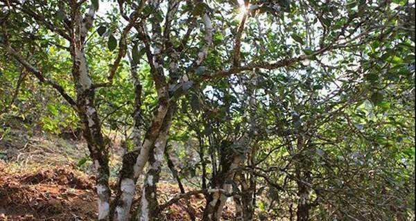 2022年易武張家灣古樹春茶口感？