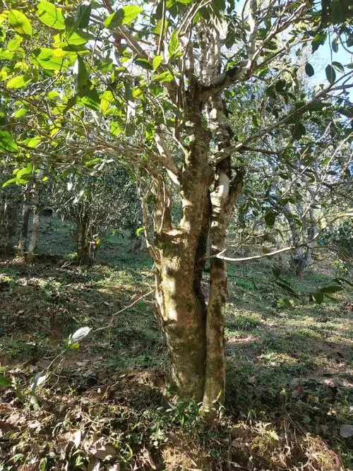 2022年易武張家灣古樹春茶多少錢一公斤？