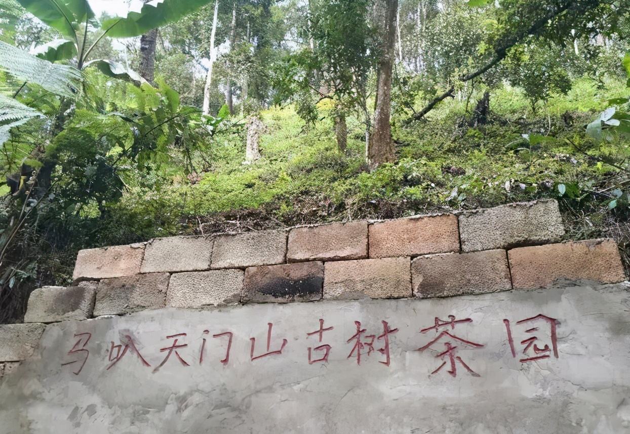 2022年天門山古樹春茶多少錢一公斤？