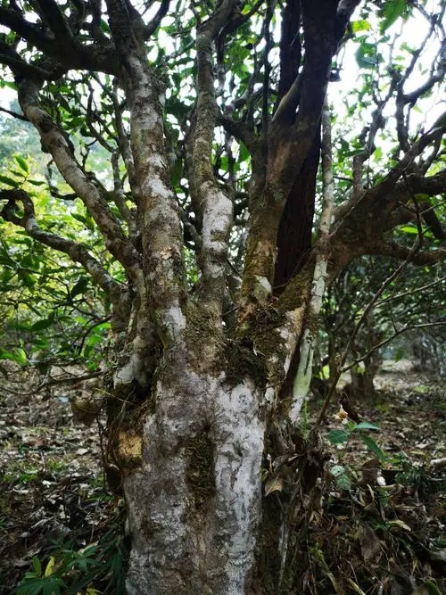 2022年高山寨古樹春茶價格？