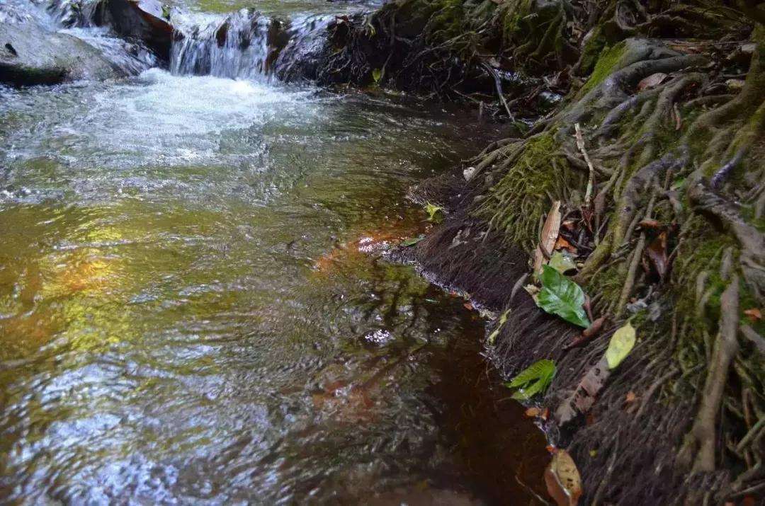 2022年銅箐河古樹(shù)春茶口感？