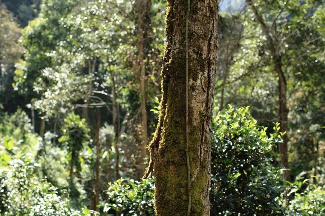 2022年百花潭古樹(shù)春茶口感？