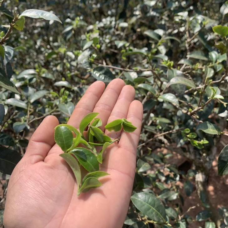 2022年倚邦貓耳朵古樹春茶口感？