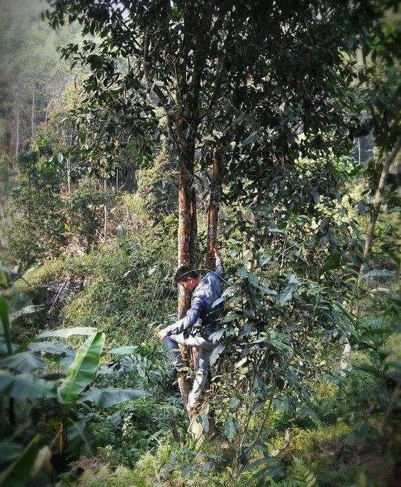 2022年桃子寨古樹春茶特點？