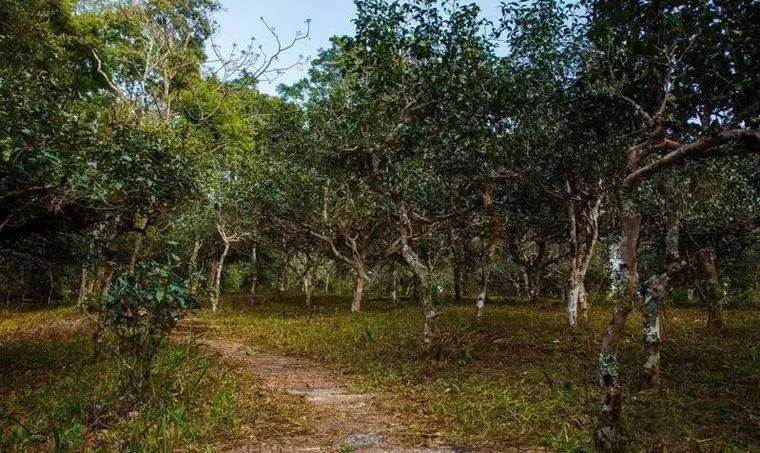 2022年桃子寨古樹春茶價格？