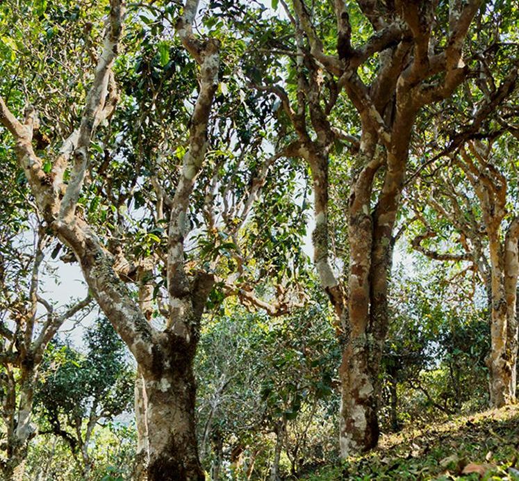 2022年蠻磚瓦龍古樹春茶價(jià)格？