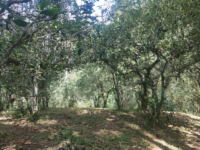 2022年革登古樹春茶多少一公斤？