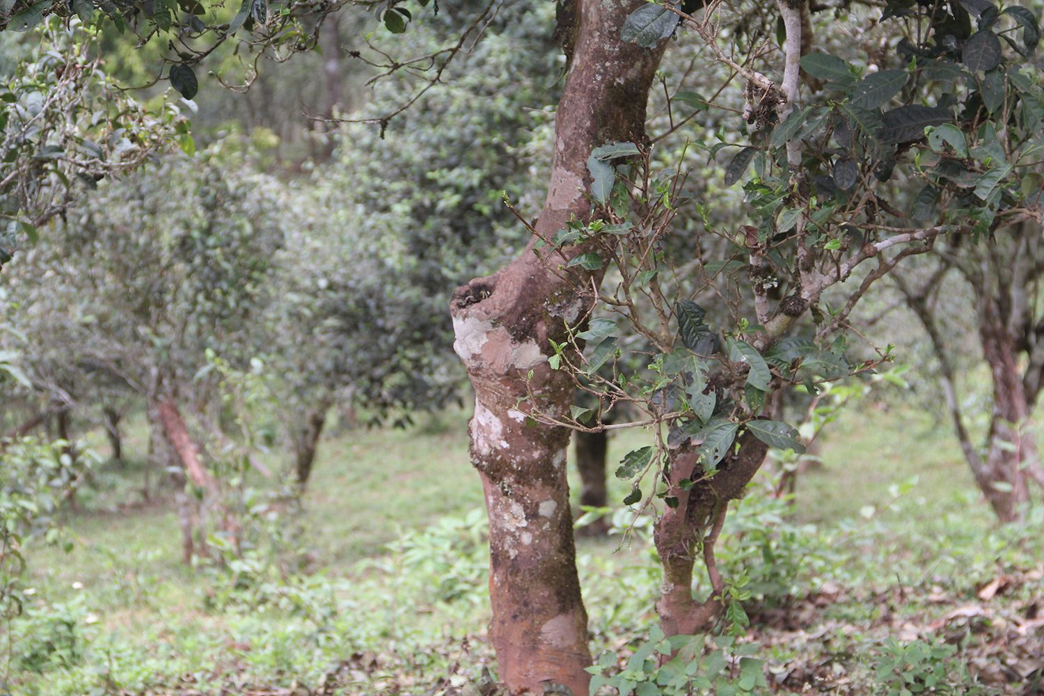 2022年莽枝古樹春茶價(jià)格？