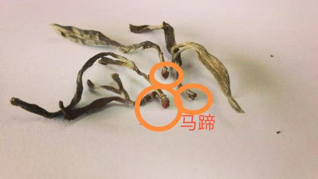 “馬蹄?！倍嗌俑竟?jié)有關(guān)系？