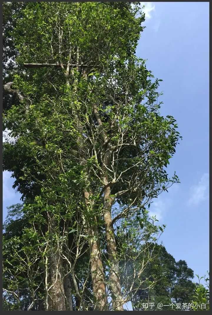 高桿古樹做成的普洱茶，憑什么紅遍大江南北？