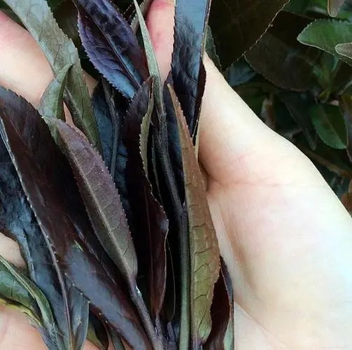 普洱茶中有一種叫“紫芽茶”的是怎么回事？
