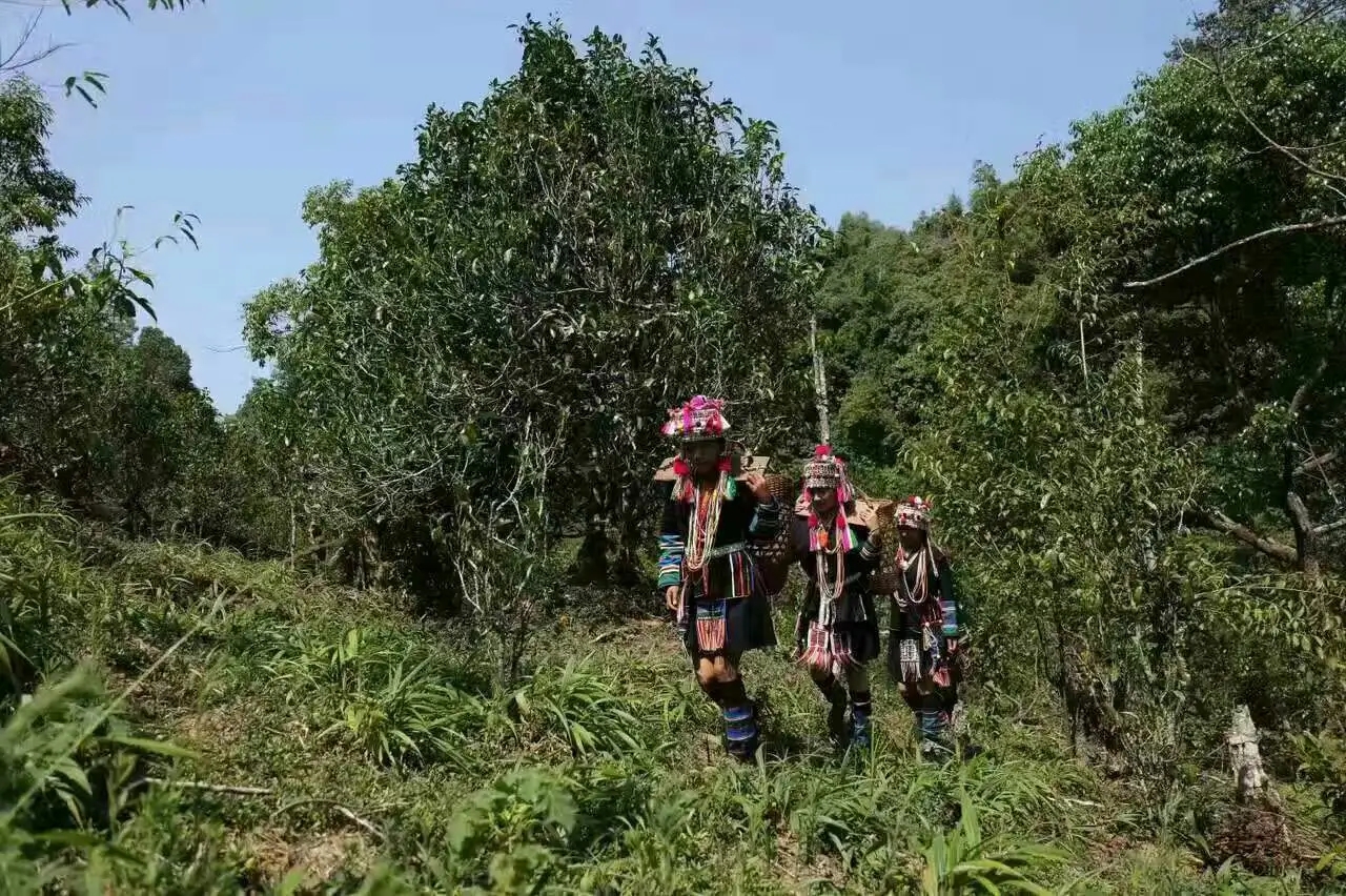 【好茶知味】南糯山石頭老寨拔瑪古樹：醇柔之質(zhì)，綿遠(yuǎn)之韻