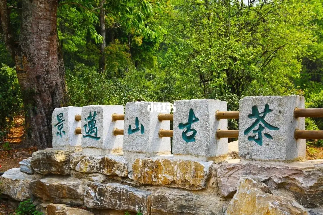 普洱茶的年份：新茶、老茶、中期茶、印級(jí)茶、古董茶