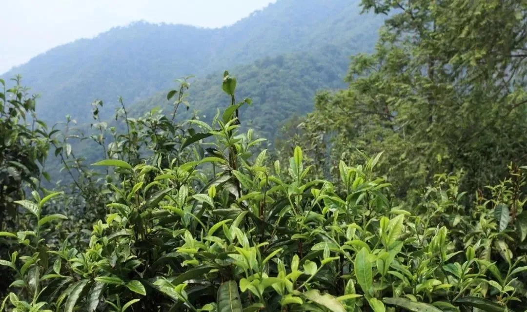 古樹茶的價(jià)值和意義在哪里？