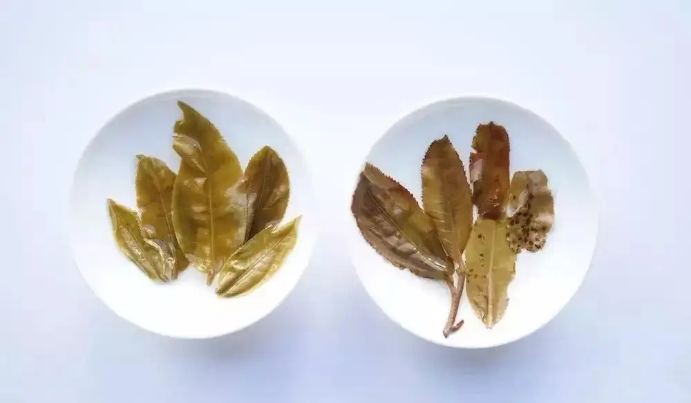 普洱茶的九種山寨版本，喜歡普洱茶的一定要看