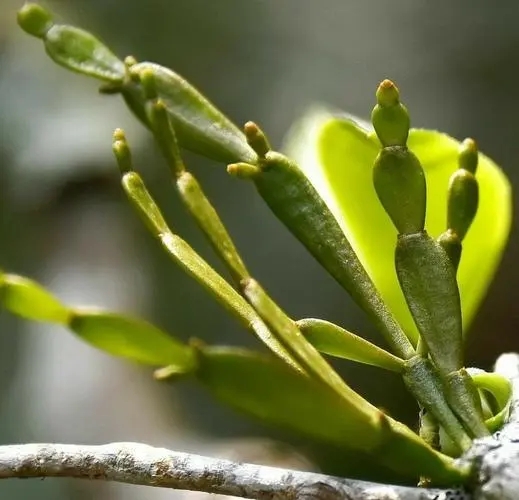 “螃蟹腳”是什么？