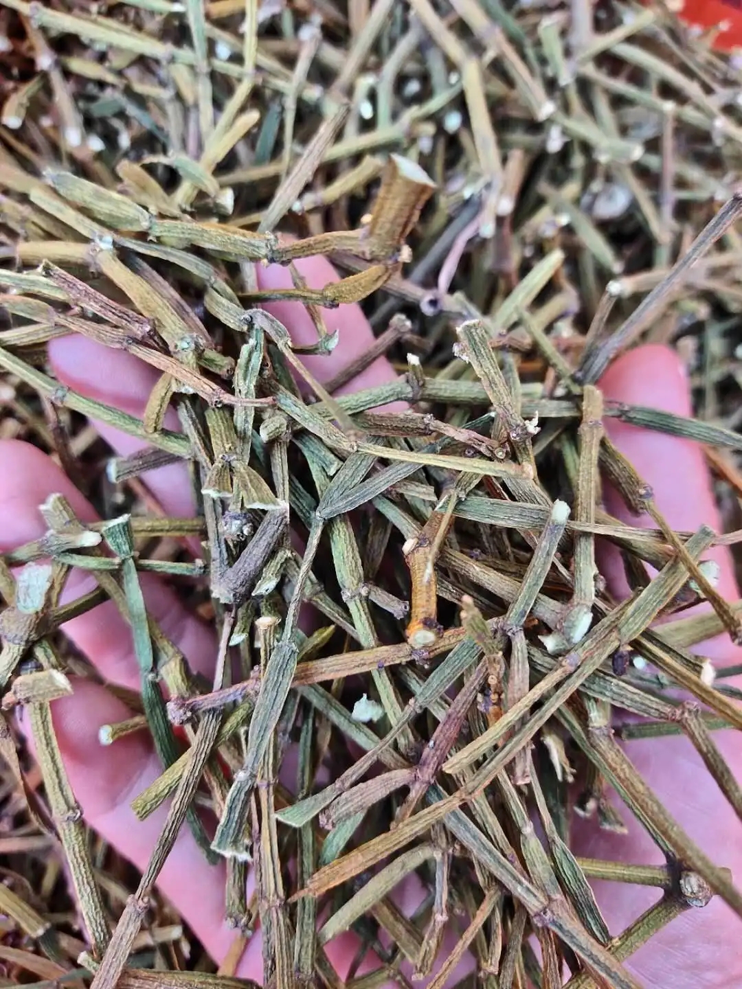 干貨 | 什么是茶界的螃蟹腳？