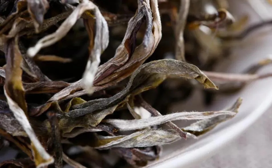 普洱茶樹生長的海拔越高，品質(zhì)就越好嗎？