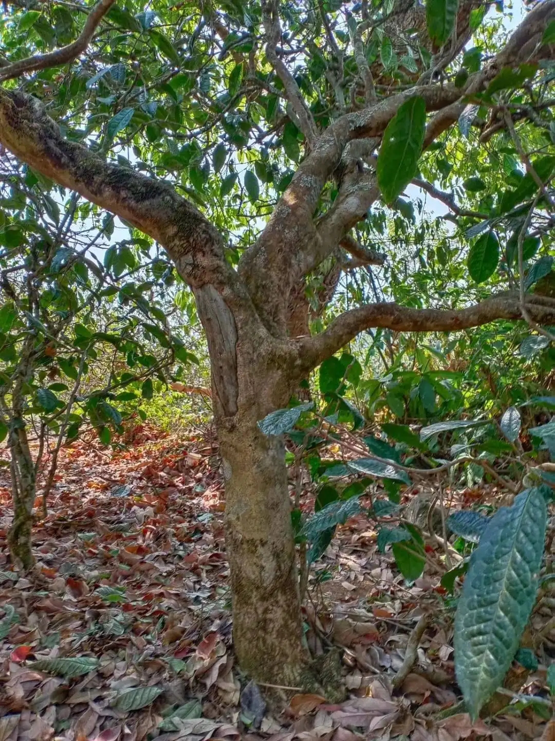 一山一韻，普洱茶的山韻
