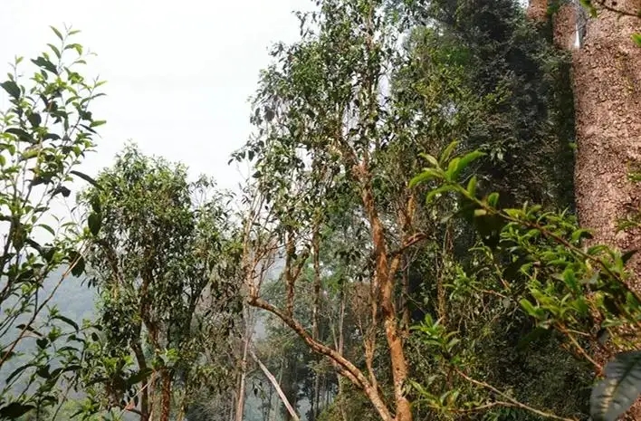 易武白茶園 | 量少珍稀古樹茶、易武茶中的佼佼者~香揚(yáng)水柔有內(nèi)質(zhì)