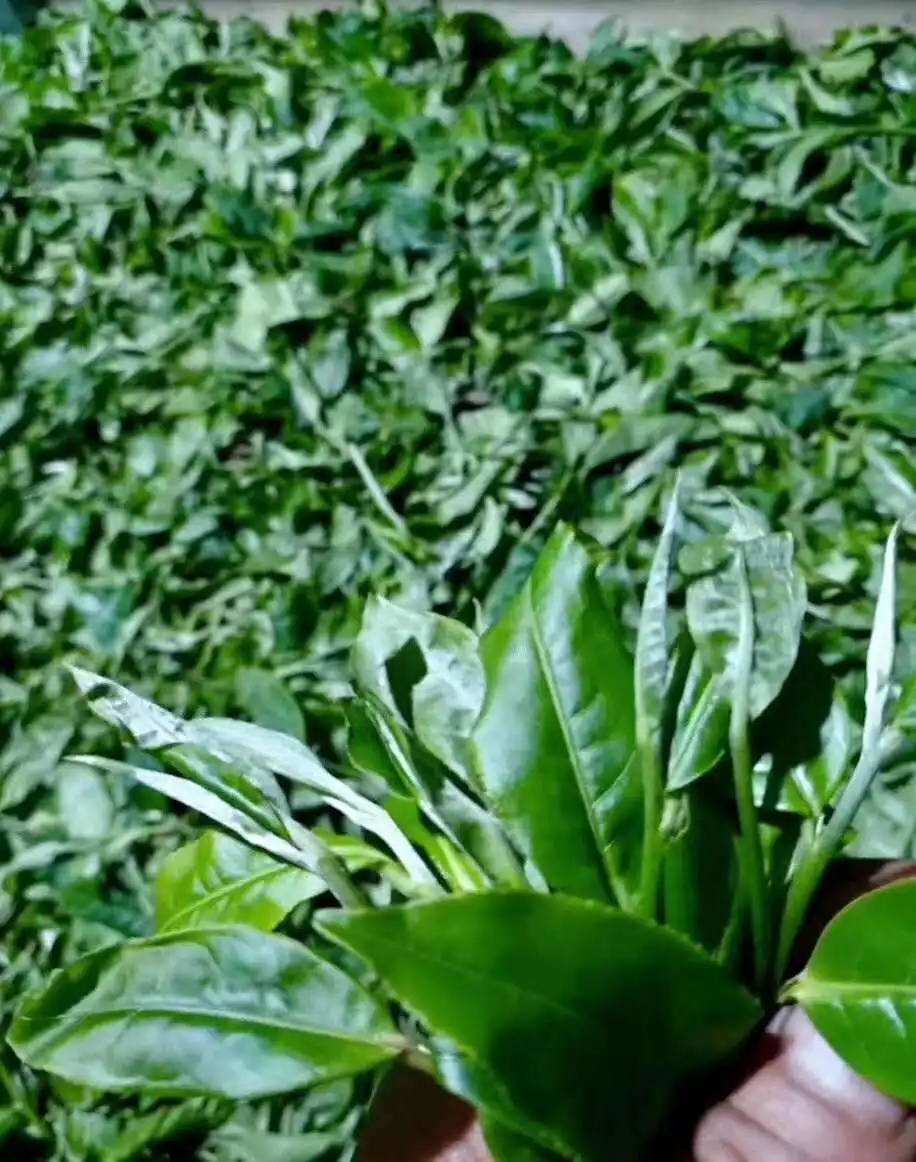 【答疑解惑】關(guān)于勐庫大葉種，你了解多少？