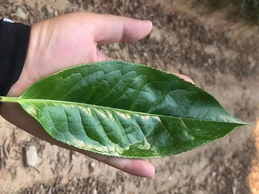 【茶百科】勐庫大葉種的適制性。