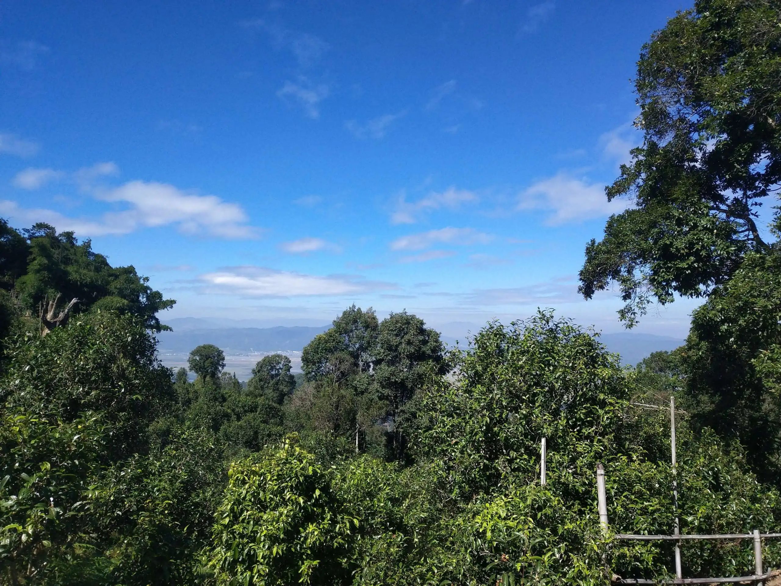 2023年廣別老寨古樹春茶特點是什么？