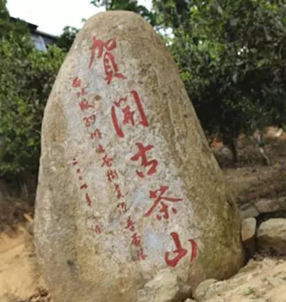 2023年賀開(kāi)古樹(shù)春茶品質(zhì)如何？