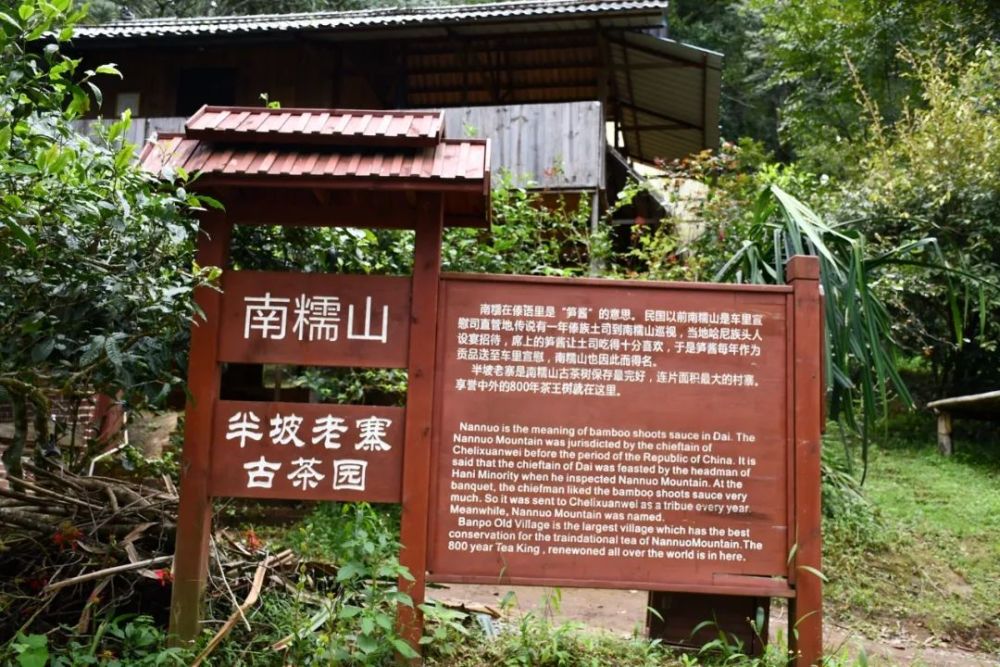 2023年半坡老寨古樹(shù)春茶口感是什么？