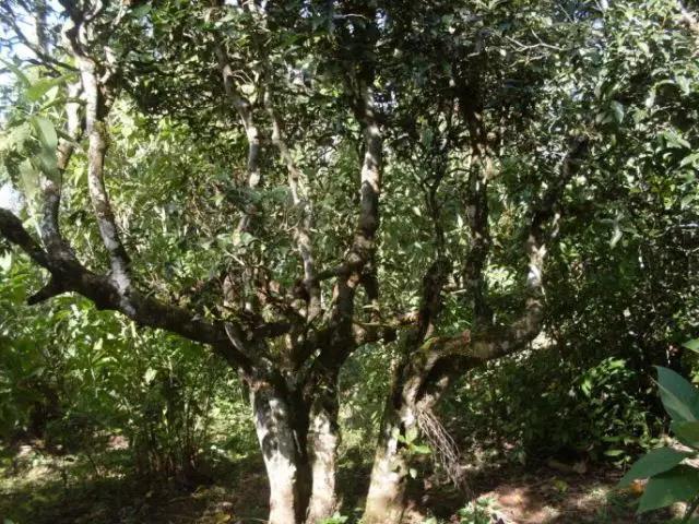 2023年保塘老寨古樹春茶多少錢一公斤？